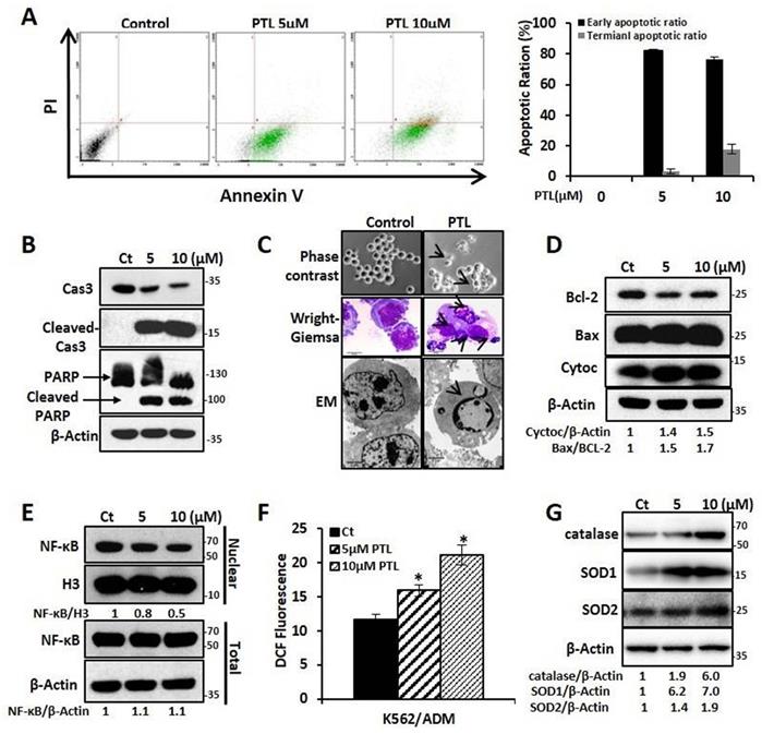 J Cancer Image