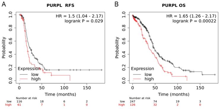 J Cancer Image