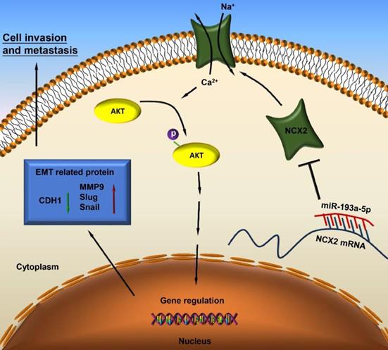 J Cancer Image