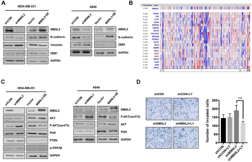 J Cancer Image