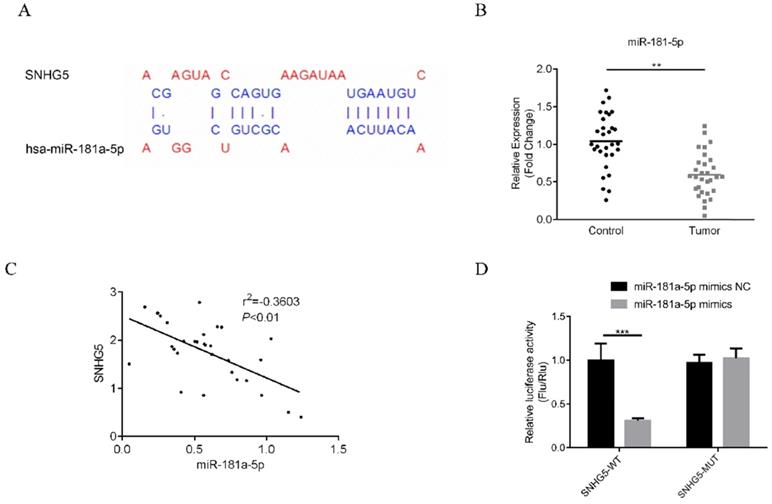 J Cancer Image