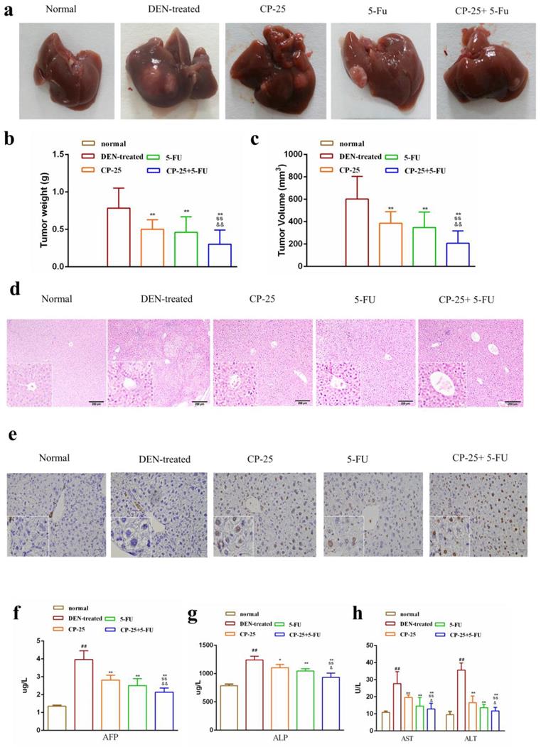 J Cancer Image