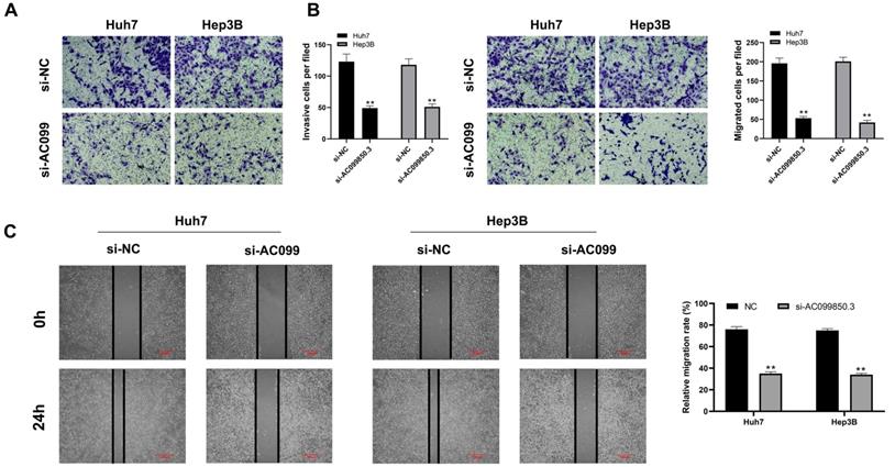 J Cancer Image
