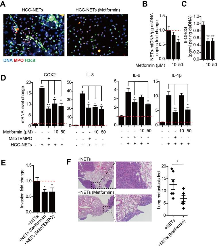 J Cancer Image