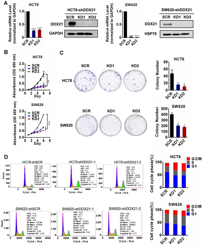 J Cancer Image