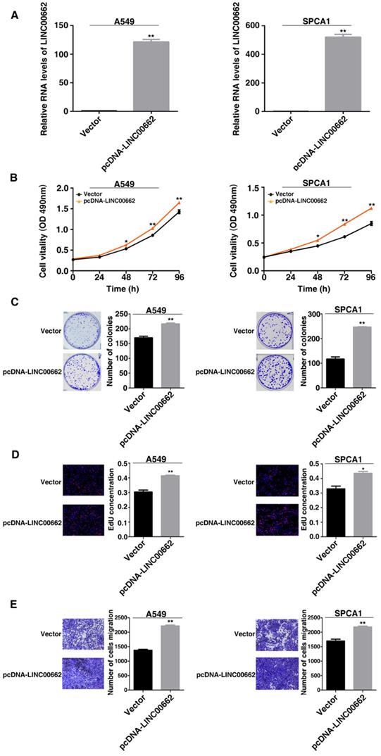 J Cancer Image
