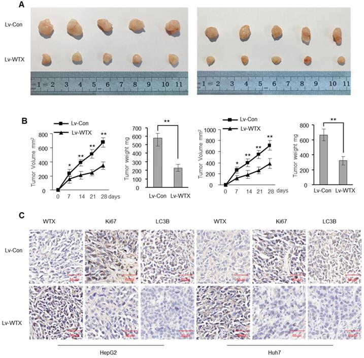 J Cancer Image