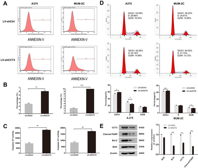 J Cancer Image