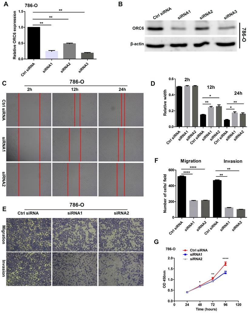 J Cancer Image