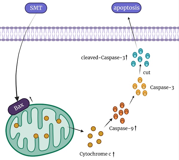 Saponins of Marsdenia Tenacissima promotes apoptosis of 