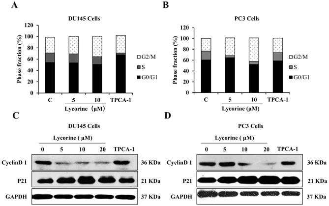 J Cancer Image