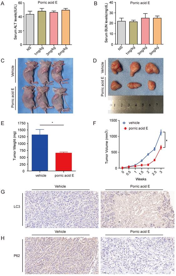 J Cancer Image