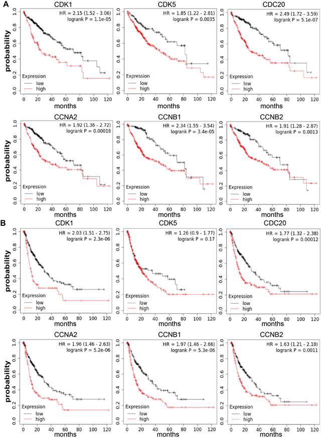 J Cancer Image