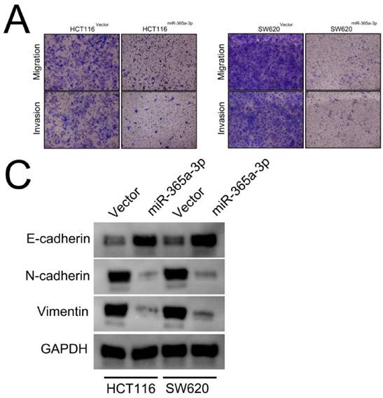 J Cancer Image