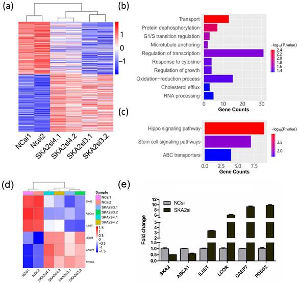 SKA2mediated transcriptional downregulation of the key enzyme of CoQ10