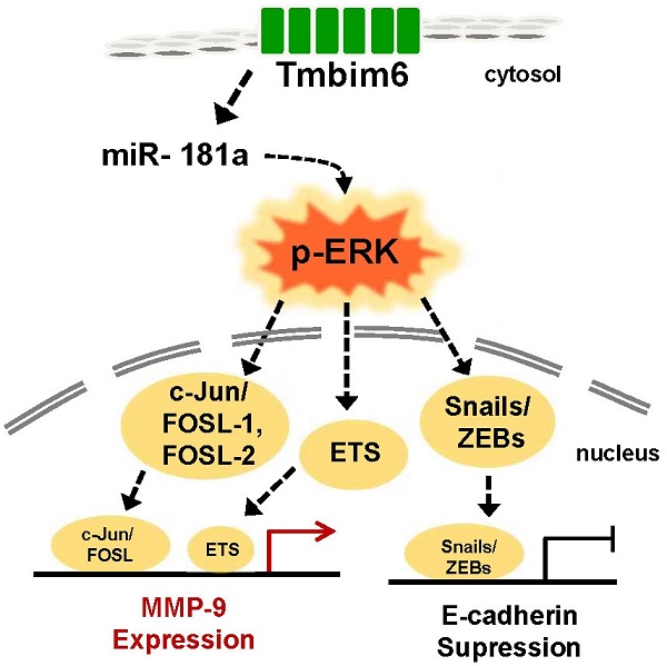 The ERK Signal Transduction Pathway: R&D Systems