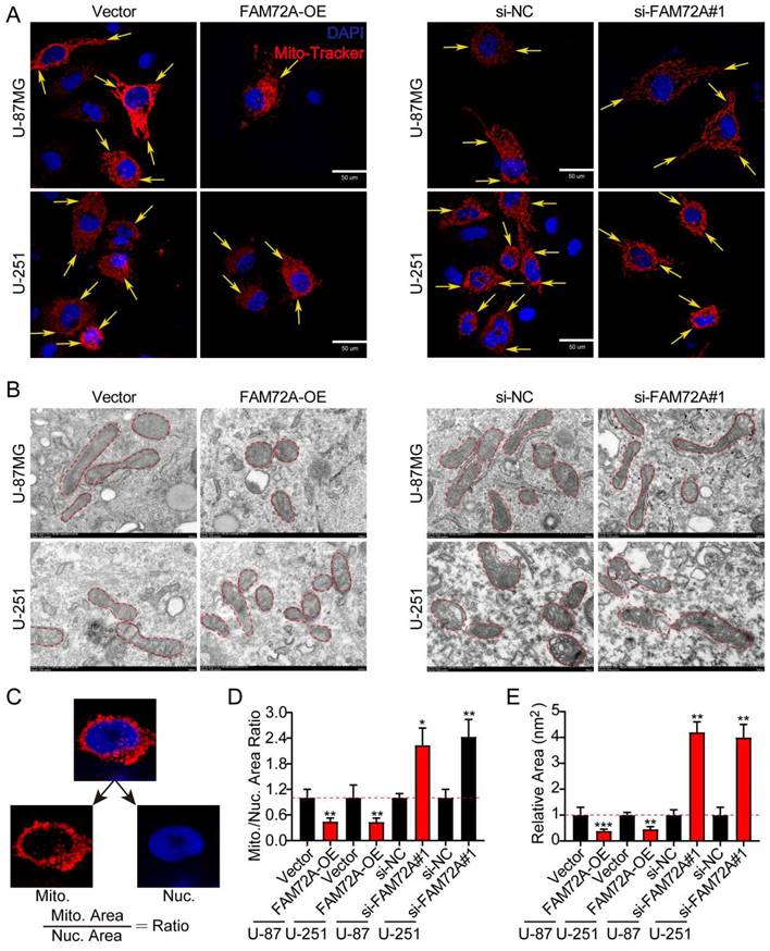 J Cancer Image