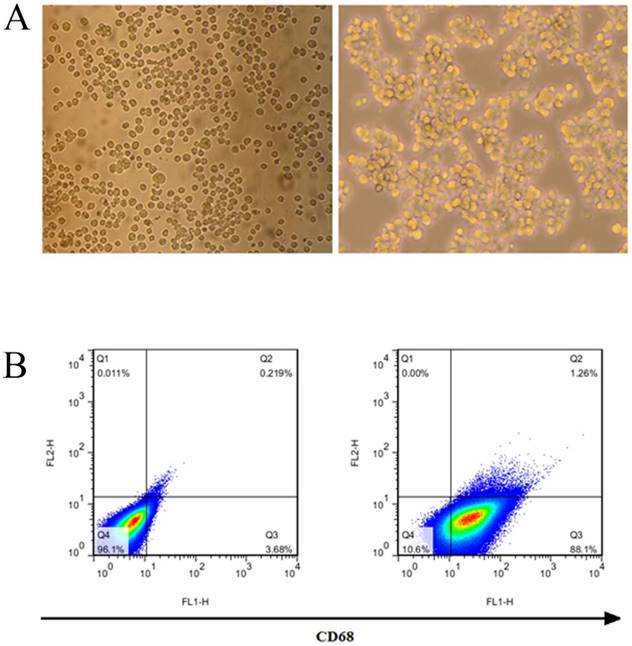 J Cancer Image