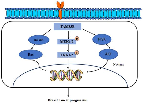 J Cancer Image