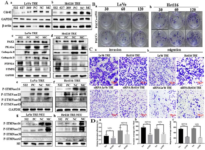 J Cancer Image