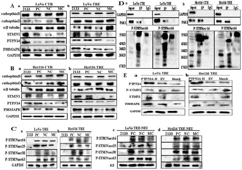 J Cancer Image