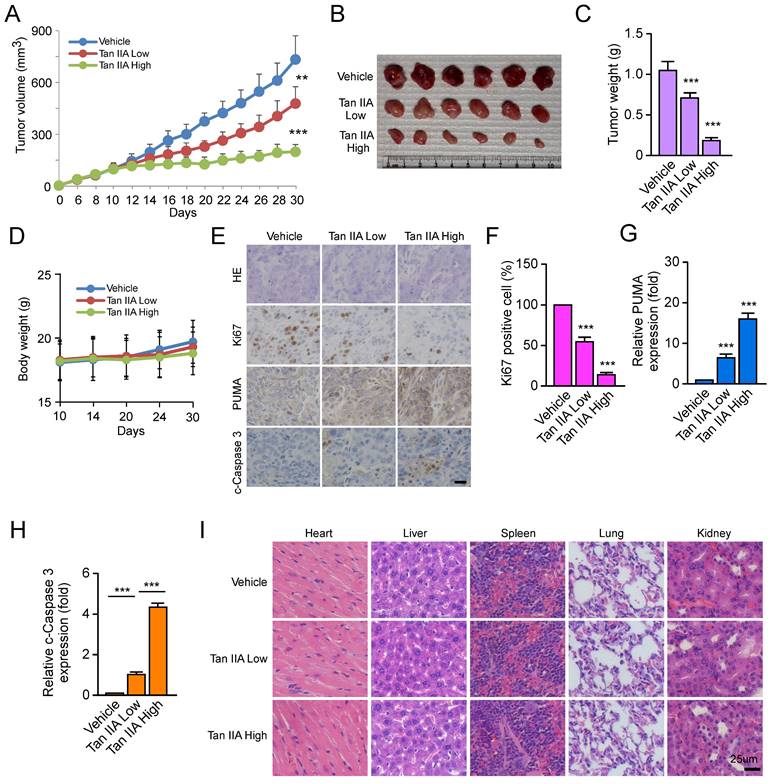 J Cancer Image