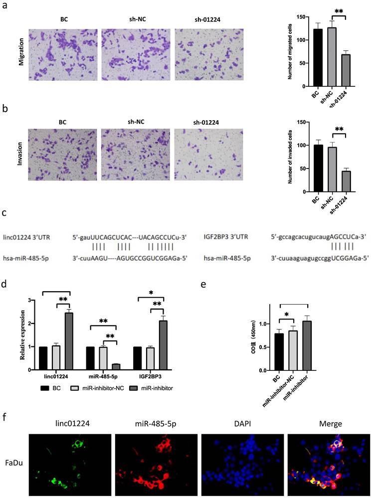 J Cancer Image