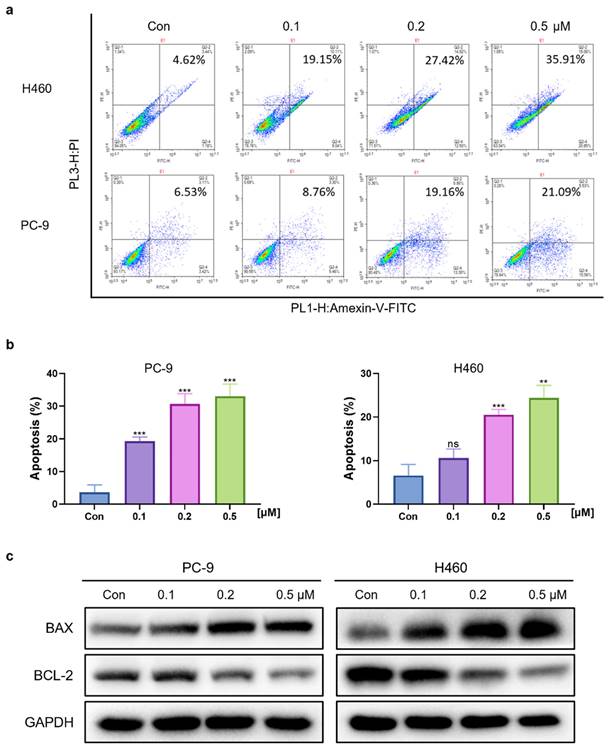 J Cancer Image
