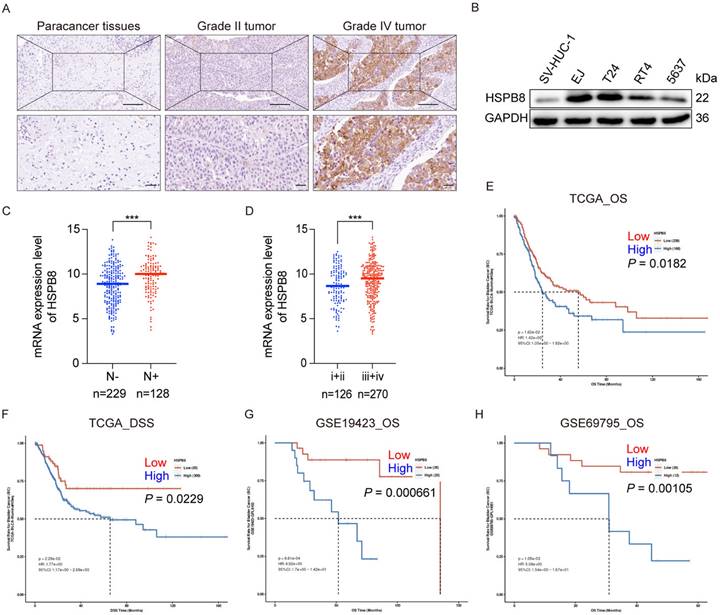 J Cancer Image