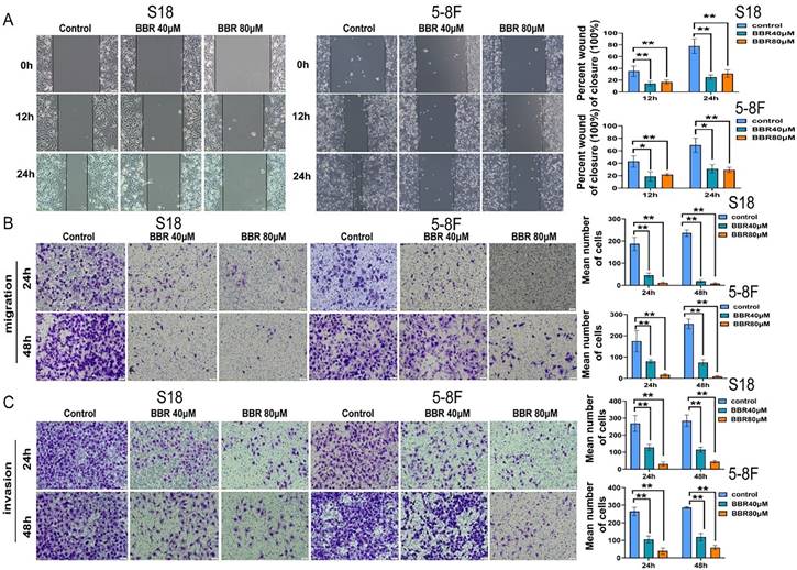 J Cancer Image