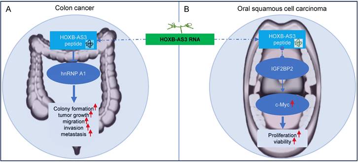 J Cancer Image