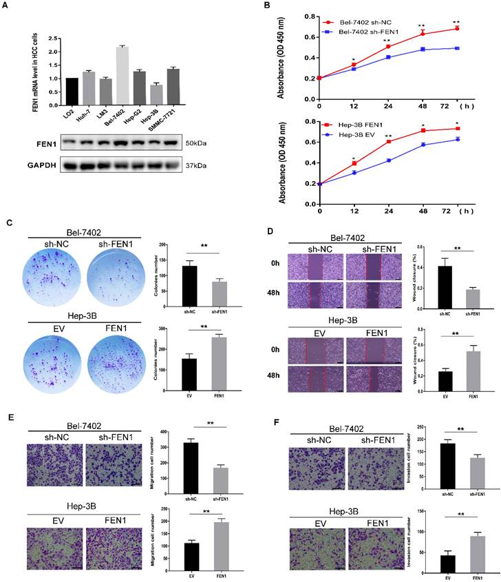 J Cancer Image