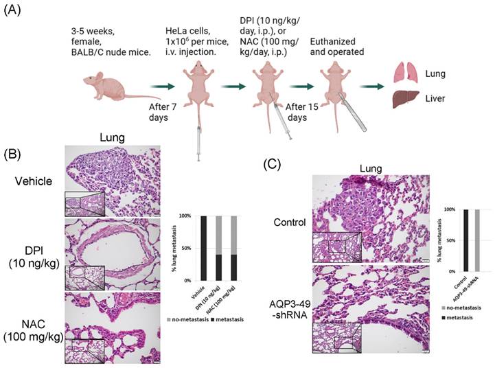 J Cancer Image