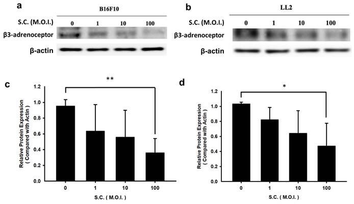 J Cancer Image