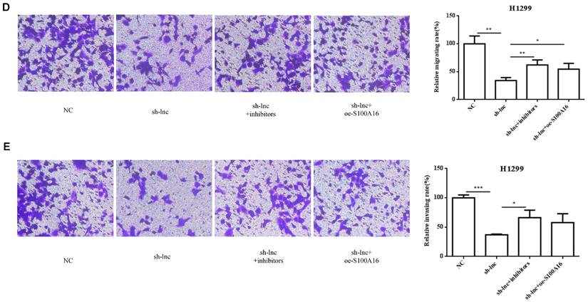 J Cancer Image
