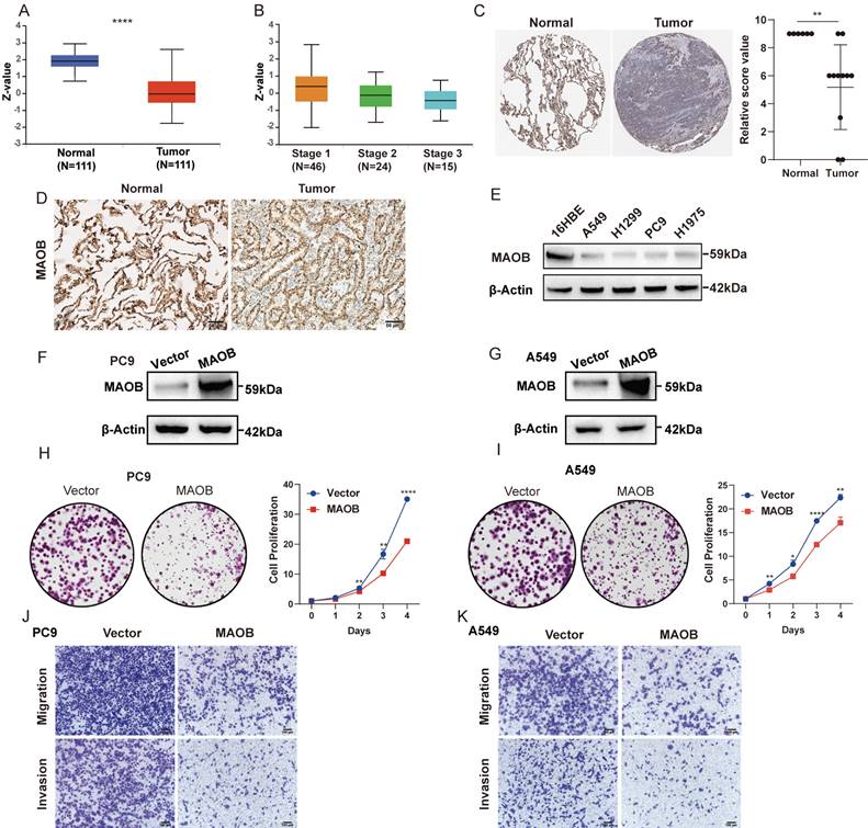 J Cancer Image