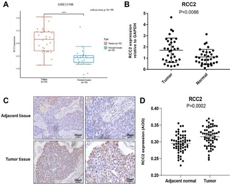 J Cancer Image