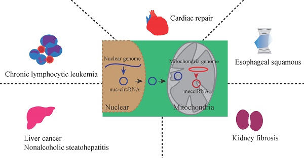 Downregulation of miR-34a increased mitochondrial function and