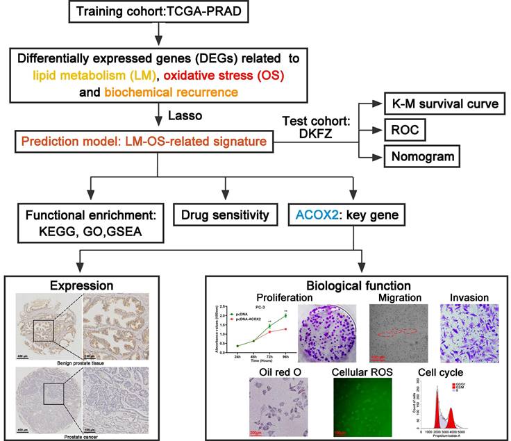 J Cancer Image