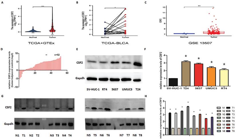 J Cancer Image