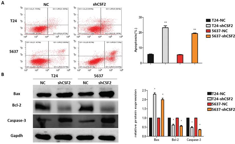 J Cancer Image