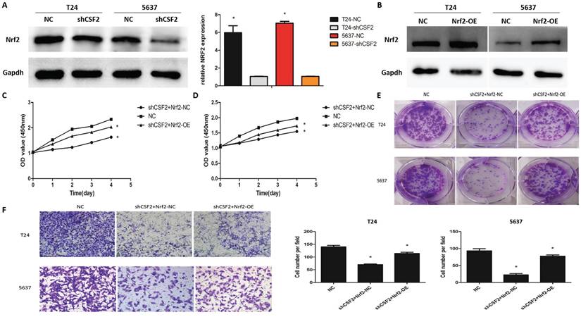 J Cancer Image