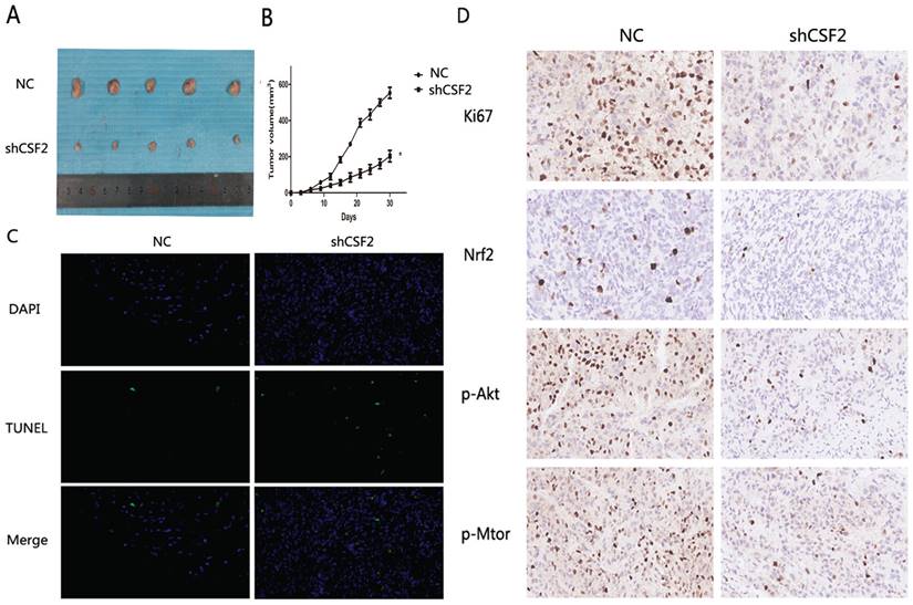 J Cancer Image