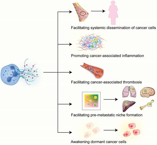 J Cancer Image