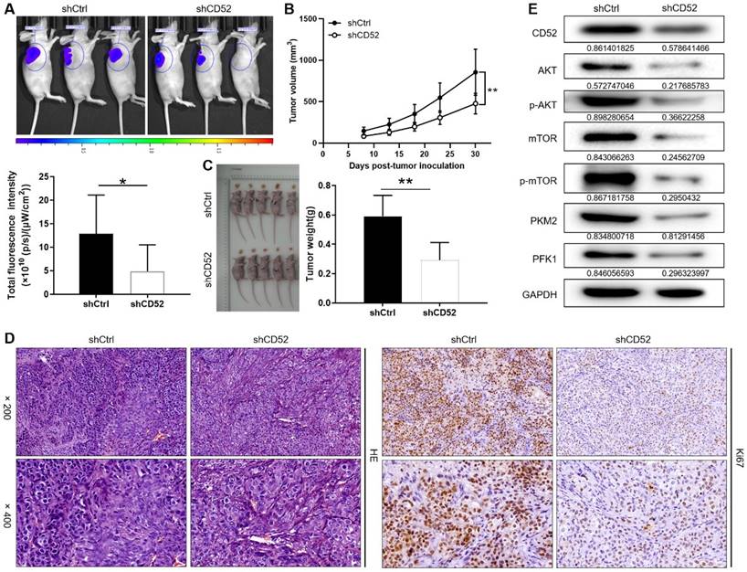 J Cancer Image