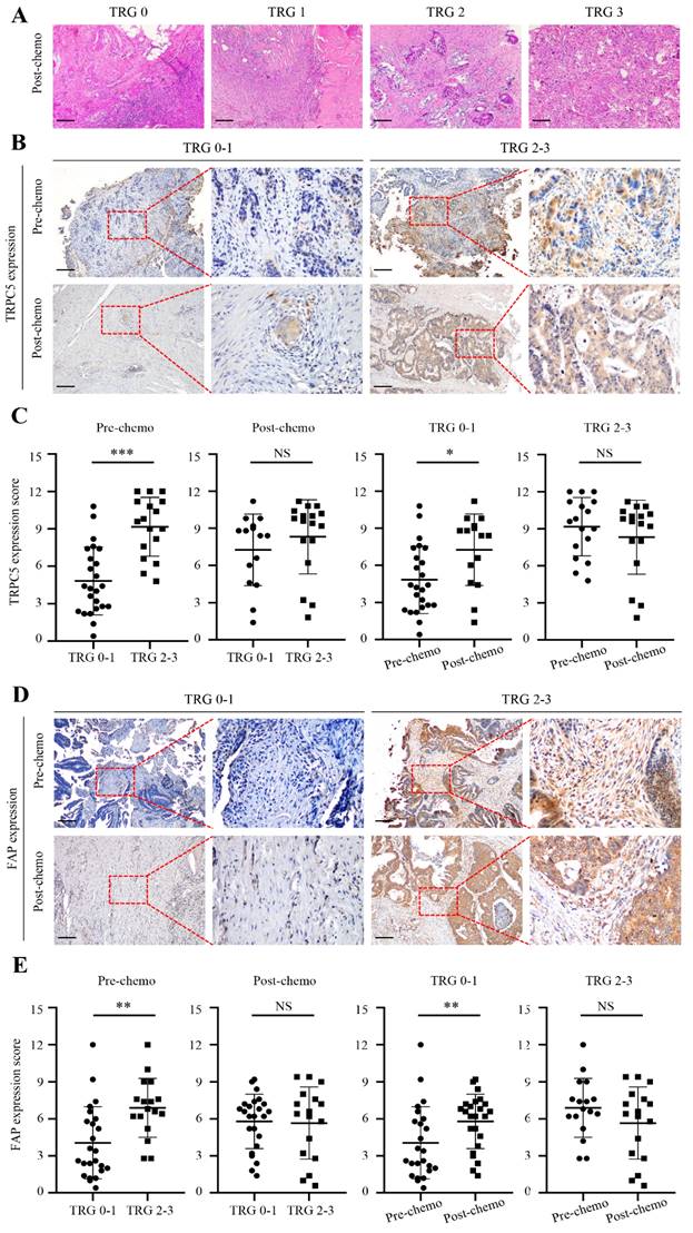 J Cancer Image
