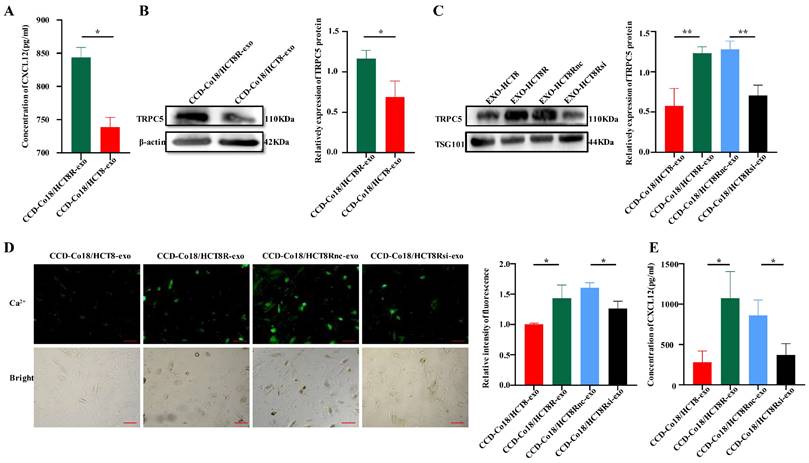 J Cancer Image