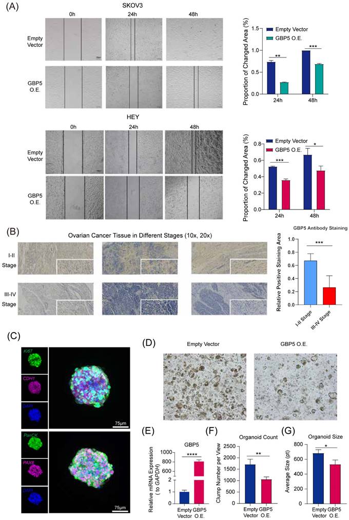 J Cancer Image