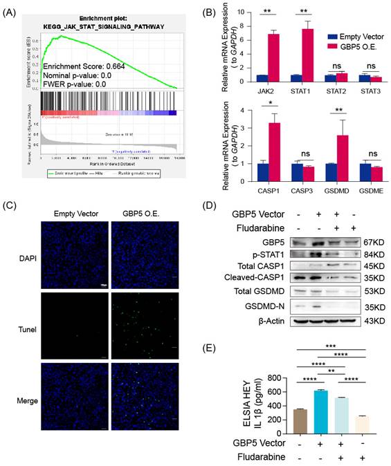 J Cancer Image