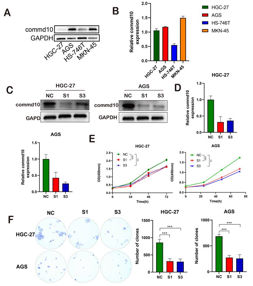 J Cancer Image